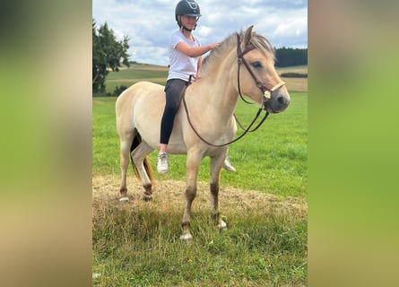 Koń fiordzki, Klacz, 3 lat, 147 cm, Bułana