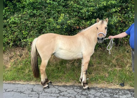 Koń fiordzki, Klacz, 4 lat, 145 cm, Bułana