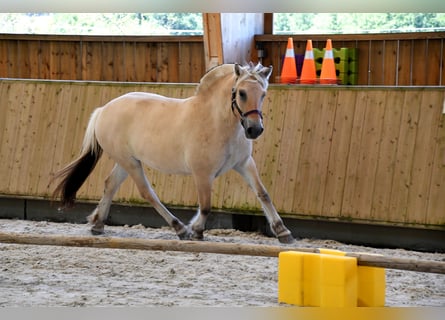 Koń fiordzki, Klacz, 4 lat, 145 cm, Bułana