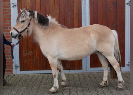 Koń fiordzki, Klacz, 5 lat, 150 cm