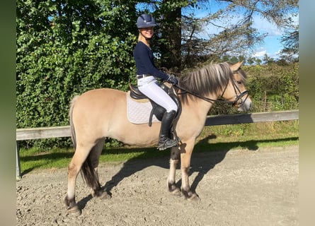 Koń fiordzki, Klacz, 7 lat, 140 cm, Bułana
