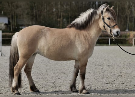 Koń fiordzki, Klacz, 8 lat, 150 cm, Bułana