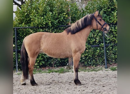 Koń fiordzki, Klacz, 9 lat, 160 cm, Bułana