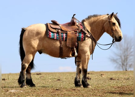 Koń fiordzki Mix, Wałach, 12 lat, 140 cm, Jelenia