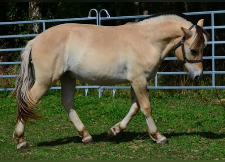Koń fiordzki, Wałach, 1 Rok, 147 cm