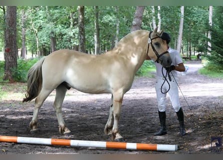 Koń fiordzki, Wałach, 3 lat, 155 cm, Bułana
