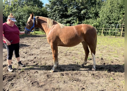 Koń fryderyksborski, Klacz, 2 lat, 160 cm, Kasztanowata