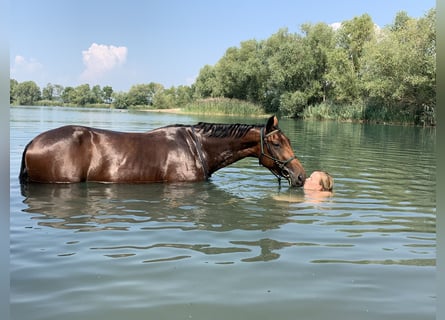 Koń hanowerski, Klacz, 10 lat, 164 cm, Gniada