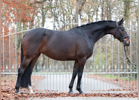 Koń hanowerski, Klacz, 10 lat, 167 cm, Ciemnogniada