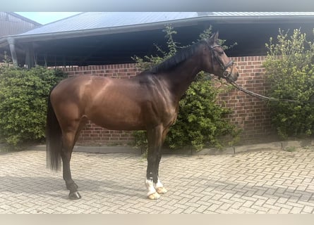 Koń hanowerski, Klacz, 10 lat, 168 cm, Ciemnogniada