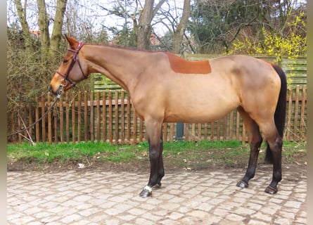 Koń hanowerski, Klacz, 10 lat, 168 cm, Gniada
