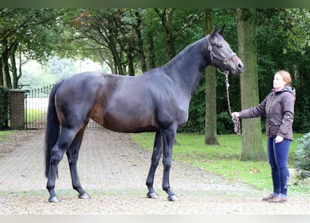 Koń hanowerski, Klacz, 10 lat, 170 cm, Ciemnogniada
