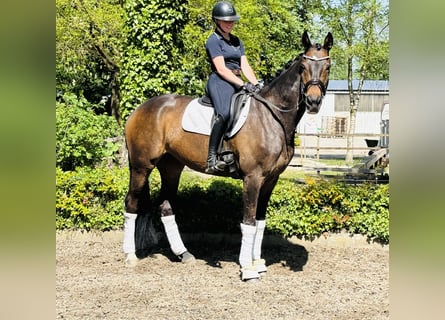 Koń hanowerski, Klacz, 10 lat, 170 cm, Ciemnogniada
