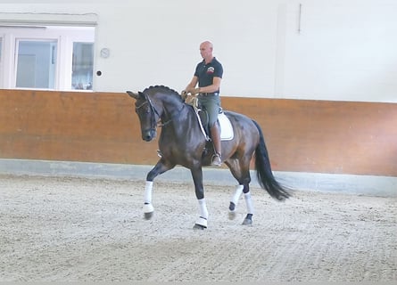 Koń hanowerski, Klacz, 10 lat, 170 cm, Ciemnogniada