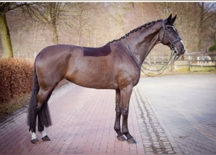 Koń hanowerski, Klacz, 10 lat, 175 cm, Kara