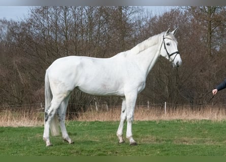 Koń hanowerski, Klacz, 10 lat, 178 cm, Siwa