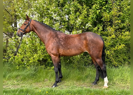 Koń hanowerski, Klacz, 11 lat, 163 cm, Gniada