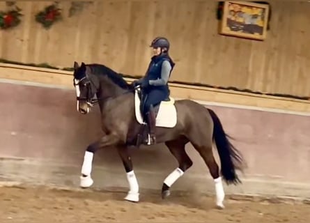 Koń hanowerski, Klacz, 11 lat, 164 cm, Gniada