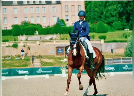 Koń hanowerski, Klacz, 11 lat, 166 cm, Gniada