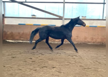 Koń hanowerski, Klacz, 11 lat, 169 cm, Ciemnogniada