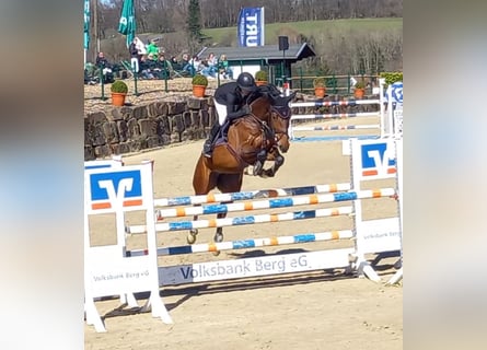 Koń hanowerski, Klacz, 11 lat, 170 cm, Gniada