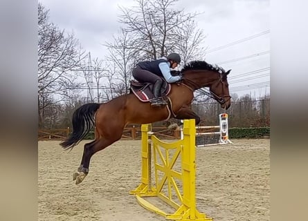 Koń hanowerski, Klacz, 11 lat, 170 cm, Gniada