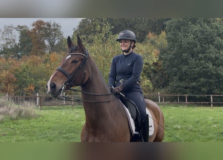 Koń hanowerski, Klacz, 11 lat, 173 cm, Gniada