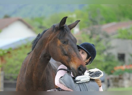 Koń hanowerski, Klacz, 12 lat, 163 cm, Ciemnogniada