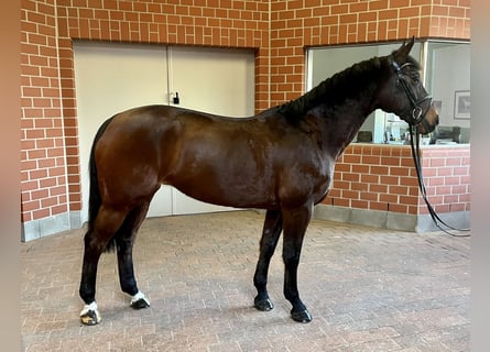 Koń hanowerski, Klacz, 12 lat, 165 cm, Gniada