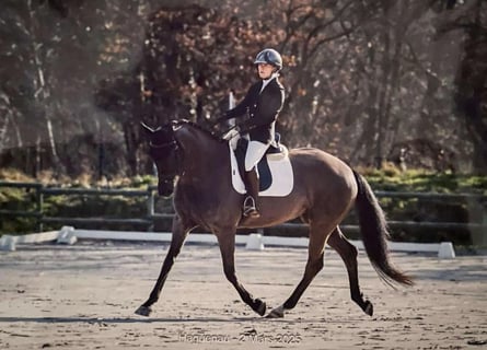 Koń hanowerski, Klacz, 12 lat, 167 cm, Kara