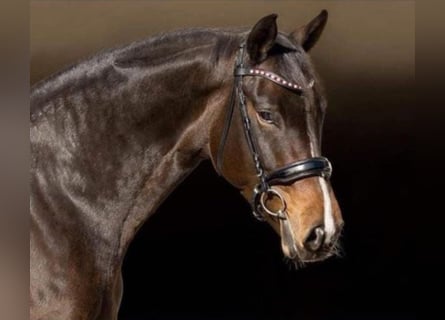 Koń hanowerski, Klacz, 12 lat, 170 cm, Ciemnogniada