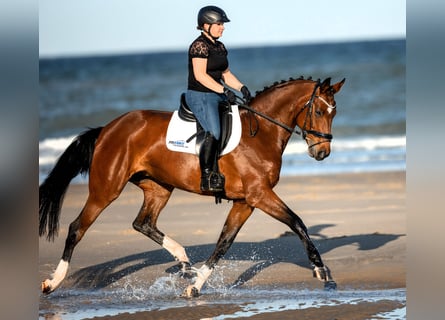 Koń hanowerski, Klacz, 12 lat, 170 cm, Gniada