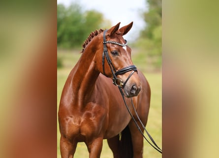 Koń hanowerski, Klacz, 12 lat, 170 cm, Kasztanowata
