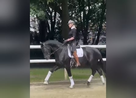 Koń hanowerski, Klacz, 12 lat, 174 cm, Kara