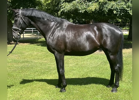 Koń hanowerski, Klacz, 12 lat, 174 cm, Kara