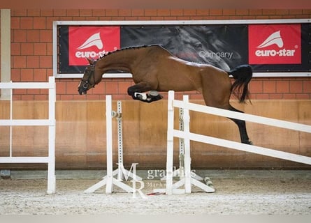 Koń hanowerski, Klacz, 12 lat, 176 cm, Ciemnogniada