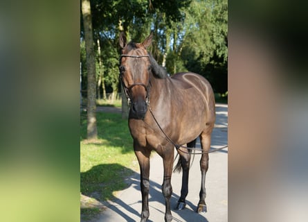 Koń hanowerski, Klacz, 12 lat