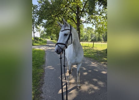 Koń hanowerski, Klacz, 13 lat, 164 cm, Siwa