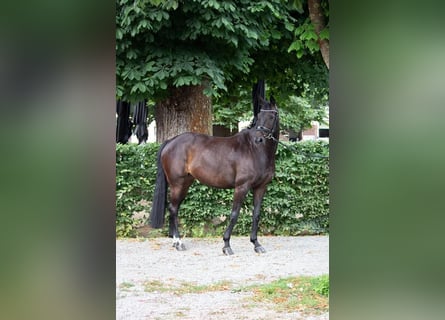 Koń hanowerski, Klacz, 14 lat, 163 cm, Ciemnogniada