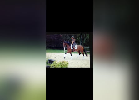Koń hanowerski, Klacz, 14 lat, 164 cm, Gniada