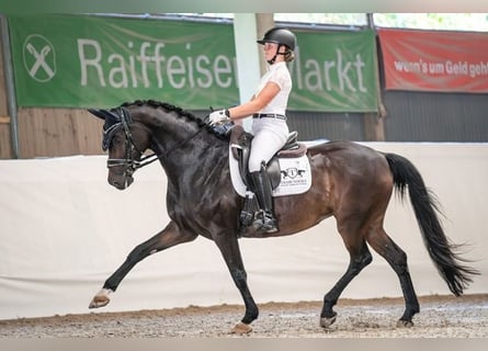 Koń hanowerski, Klacz, 14 lat, 165 cm, Ciemnogniada