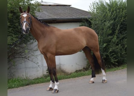 Koń hanowerski, Klacz, 14 lat, 166 cm, Jasnogniada