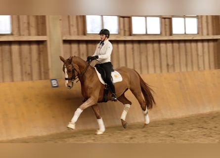 Koń hanowerski, Klacz, 14 lat, 168 cm, Kasztanowata