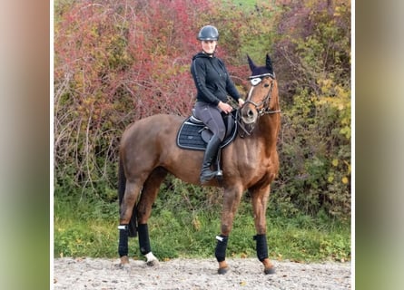 Koń hanowerski, Klacz, 14 lat, 170 cm, Ciemnokasztanowata