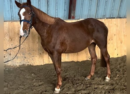 Koń hanowerski, Klacz, 15 lat, 160 cm, Kasztanowata