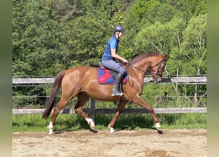 Koń hanowerski, Klacz, 15 lat, 164 cm, Kasztanowata