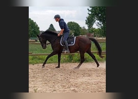 Koń hanowerski, Klacz, 15 lat, 167 cm, Skarogniada