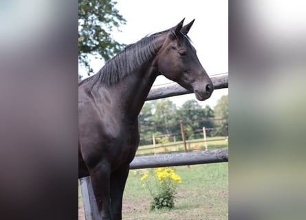 Koń hanowerski, Klacz, 15 lat, 167 cm, Skarogniada