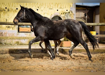 Koń hanowerski, Klacz, 15 lat, 170 cm, Gniada