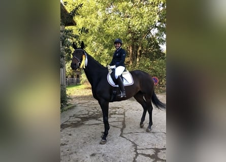 Koń hanowerski, Klacz, 15 lat, 175 cm, Gniada